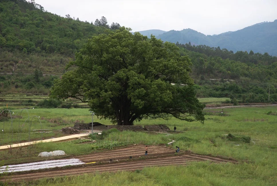 Ancient Tree Terrace